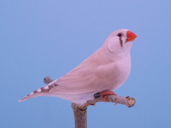 Masker bruin P1242592